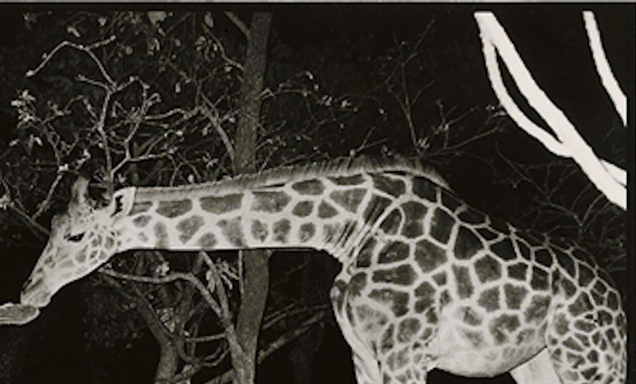 Beyond Gauguin Night Giraffe Feeding, Maureen Gallagher Late Night Feeder, 1987
Peter Beard/Unsigned
The original photograph unsigned but documented by its inclusion in 