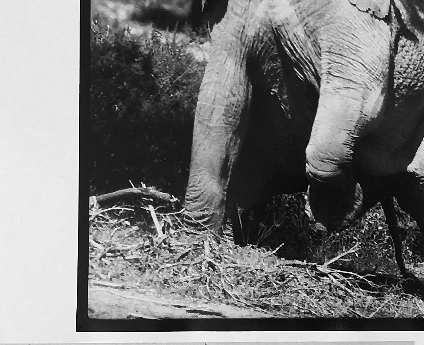 Charge Déléphant
Elephant reaching for the last branch on a tree, Kenya, 1965
Peter Beard/Unsigned
The original photograph unsigned but documented by its inclusion in 