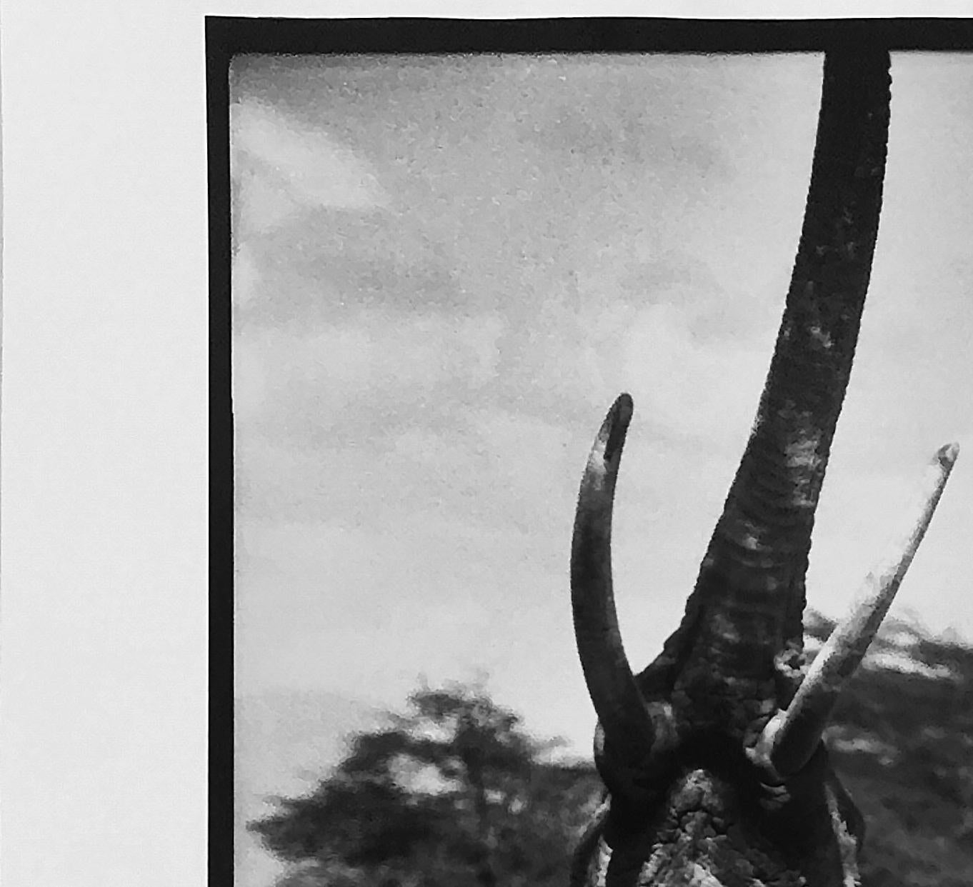 Charge Déléphant
Elephant reaching for the last branch on a tree, Kenya, 1965
Peter Beard/Unsigned
The original photograph unsigned but documented by its inclusion in 