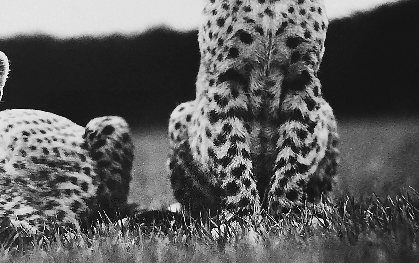 Cheetah Cubs at Mweiga nr Nyeri, Kenya, 1968 - Photograph by Peter Beard