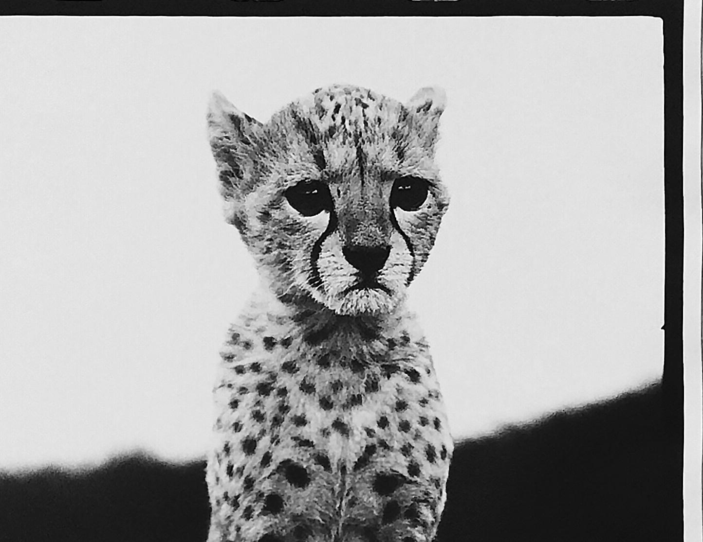 Cheetah Cubs at Mweiga nr Nyeri, Kenya, 1968 - Contemporary Photograph by Peter Beard