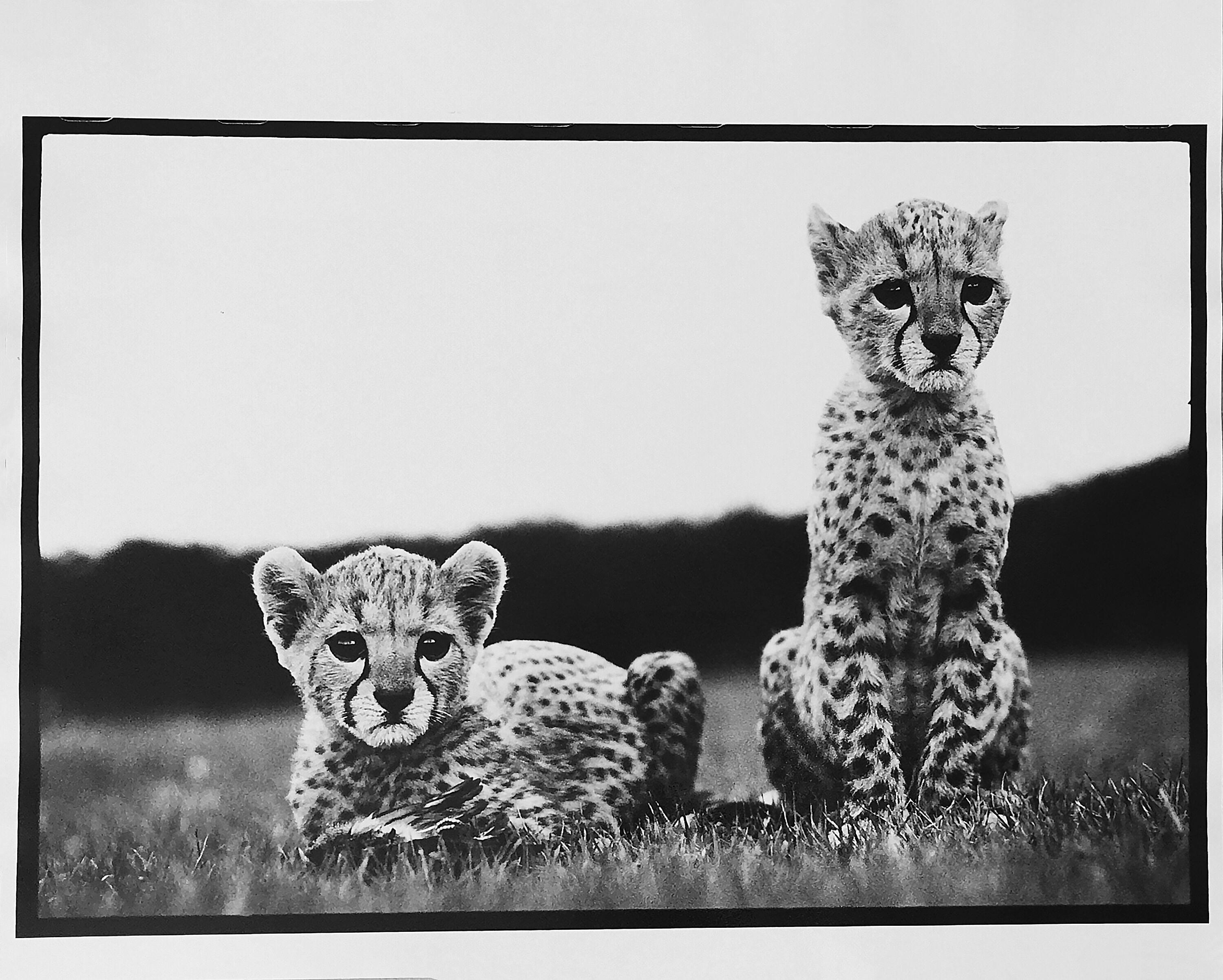 Peter Beard Black and White Photograph - Cheetah Cubs at Mweiga nr Nyeri, Kenya, 1968