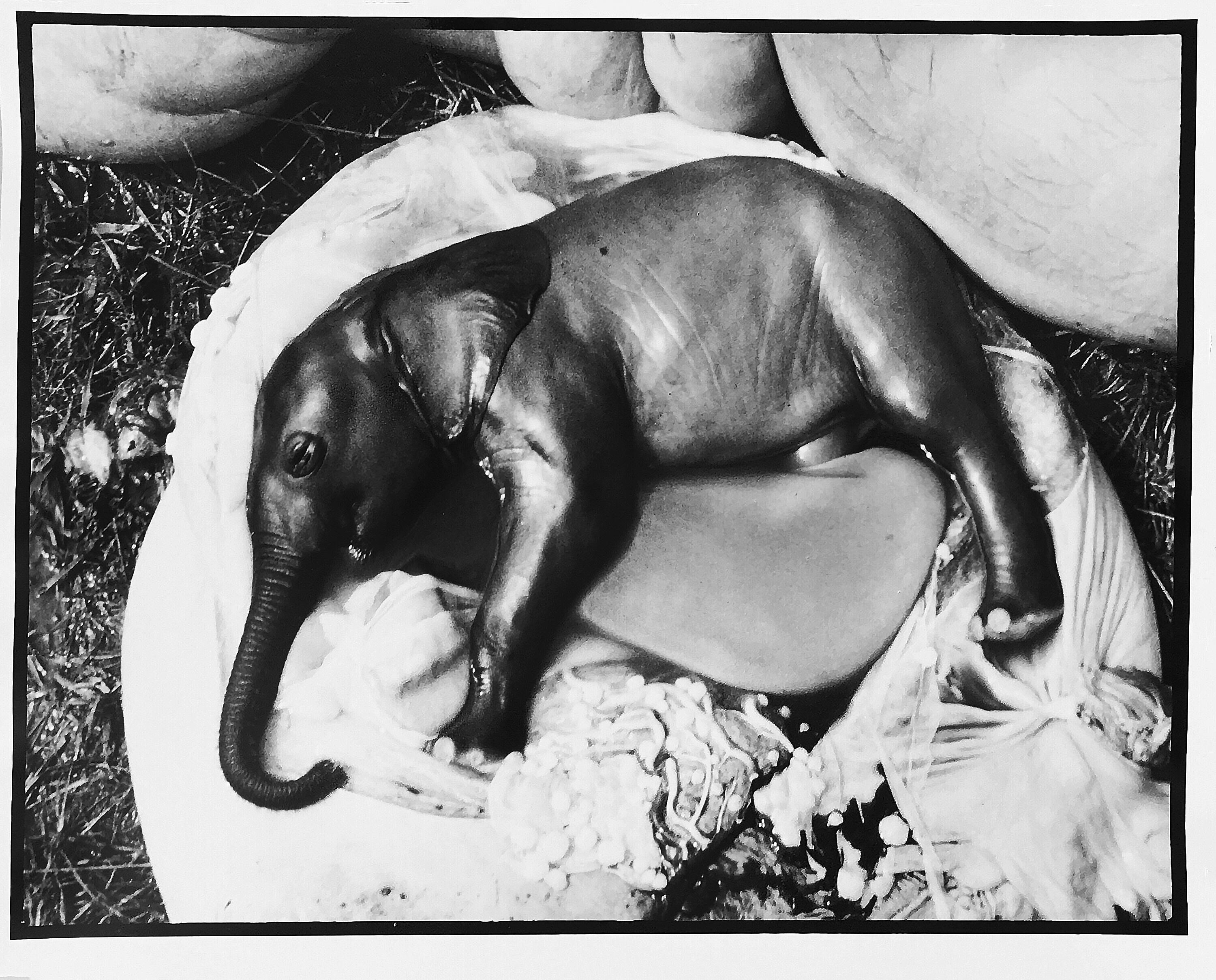 Embryon d'éléphant, Ouganda
 Peter Beard/Sans signature
La photographie originale "non signée" mais documentée par son inclusion dans "Peter Beard - Fifty Years of Portraits, The End of the Game, Eyelids of Morning, et bien d'autres.

Taille de