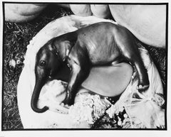 Vintage  Peter Beard - Elephant's Embryo, Uganda, Platinum Print- Unsigned