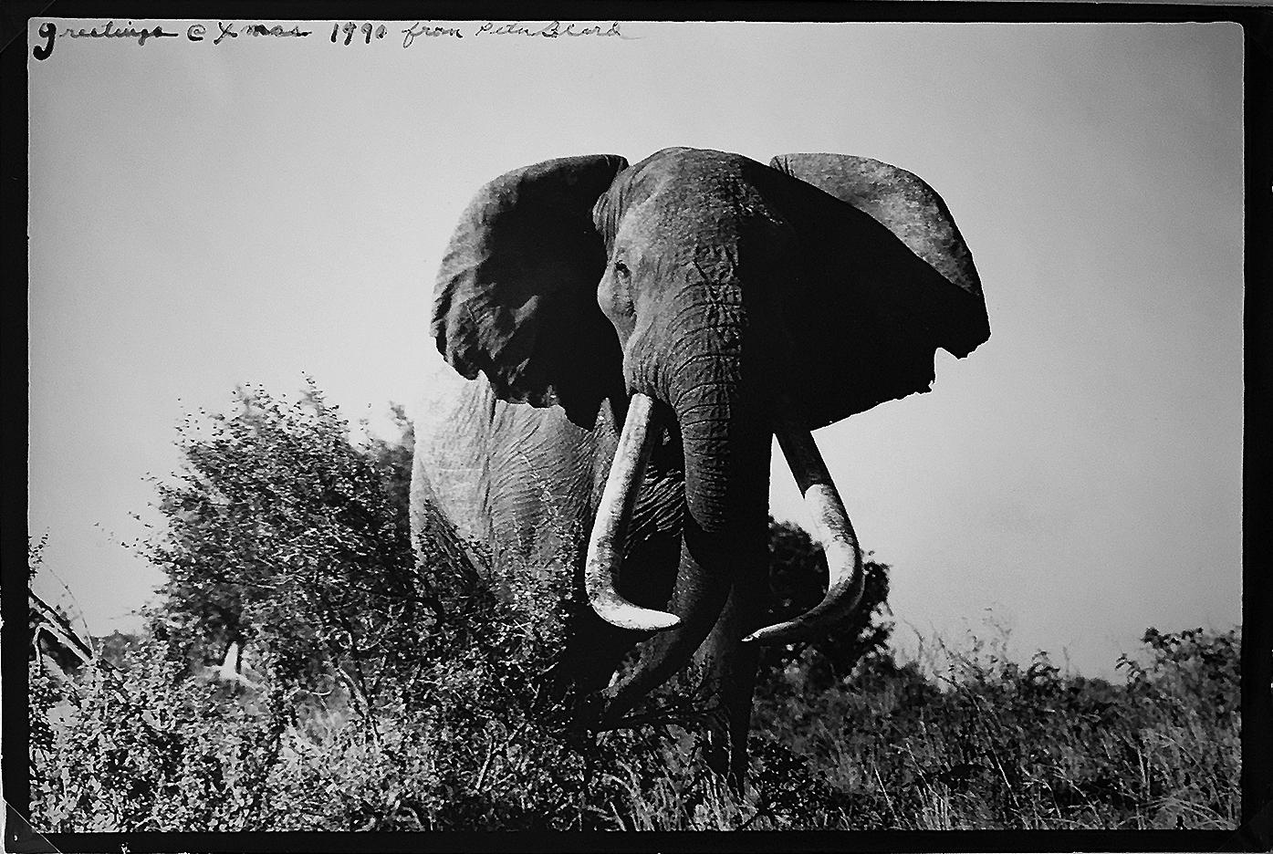 Peter Beard Black and White Photograph - Large Tusker, Black and White Nature Photography of Elephant in Kenya, Africa