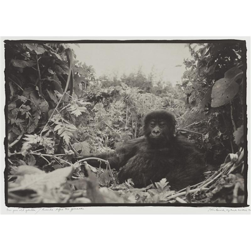 Black and White Photograph of One Year old Gorilla in Rwanda Before the Genocide