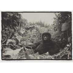 Photographie en noir et blanc d'une Gorilla d'un an au Rwanda avant le génocide