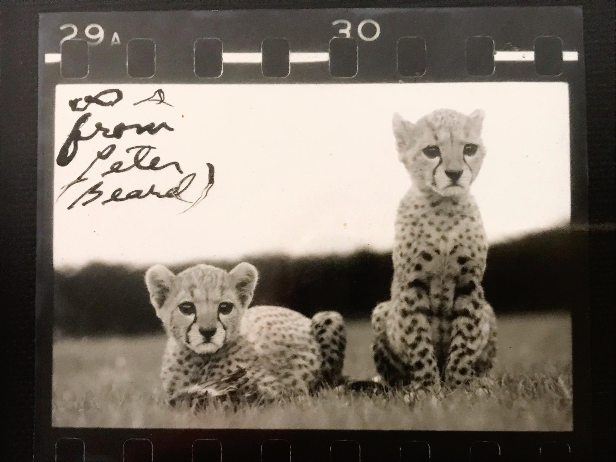 Orphaned Cheetah Cubs, Photography, Silver Gelatin, Signed, Framed - Black Figurative Photograph by Peter Beard