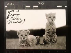 Orphaned Cheetah Cubs, Photography, Silver Gelatin, Signed, Framed