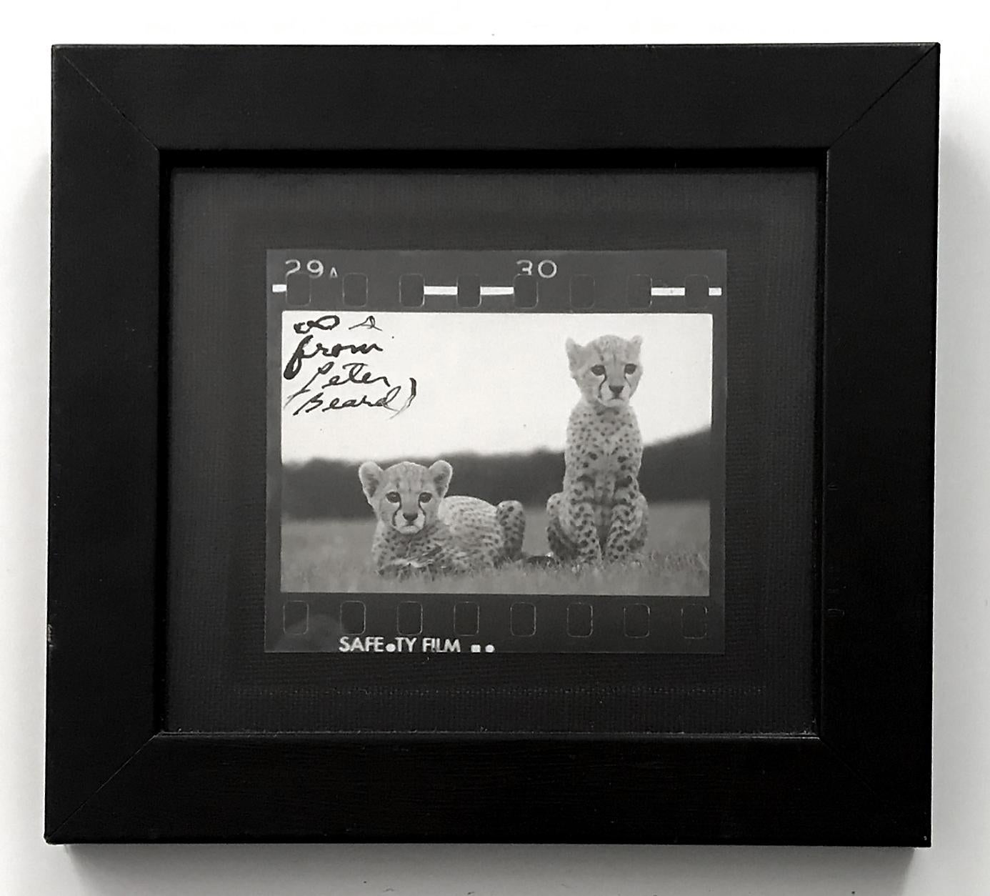 Peter Beard Figurative Photograph - Orphaned Cheetah Cubs, Photography, Silver Gelatin, Signed, Framed