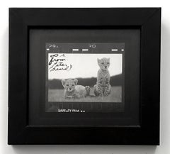 Vintage Orphaned Cheetah Cubs, Photography, Silver Gelatin, Signed, Framed