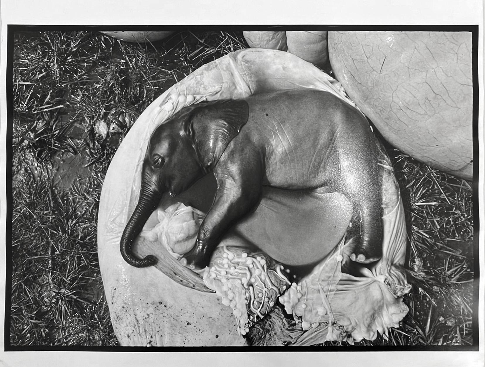  Peter Beard - Elephant's Embryo, Uganda, Platinum Print- Unsigned For Sale 1