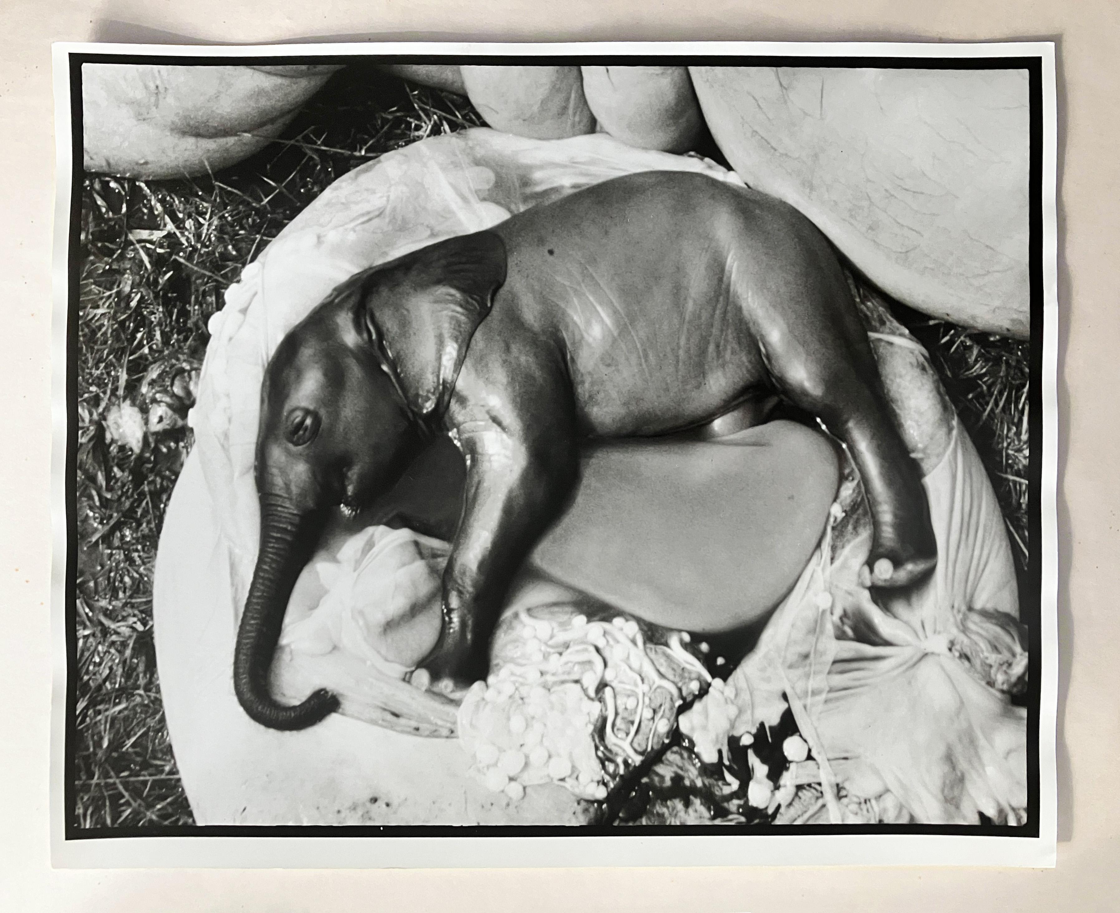 Peter Beard - Embrione di elefante, Uganda, Stampa su platino - Non firmato in vendita 1