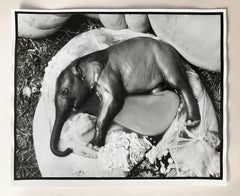 Peter Beard - Embrión de elefante, Uganda, Platino - Sin firmar