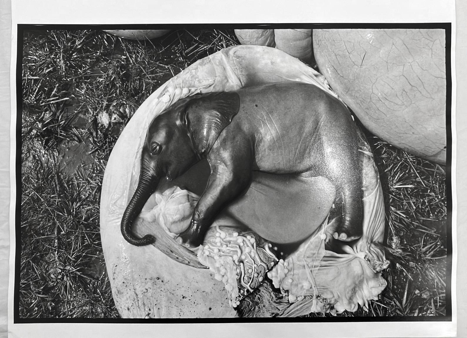  Peter Beard - Elephant's Embryo, Uganda, Platinum Print- Unsigned For Sale 2