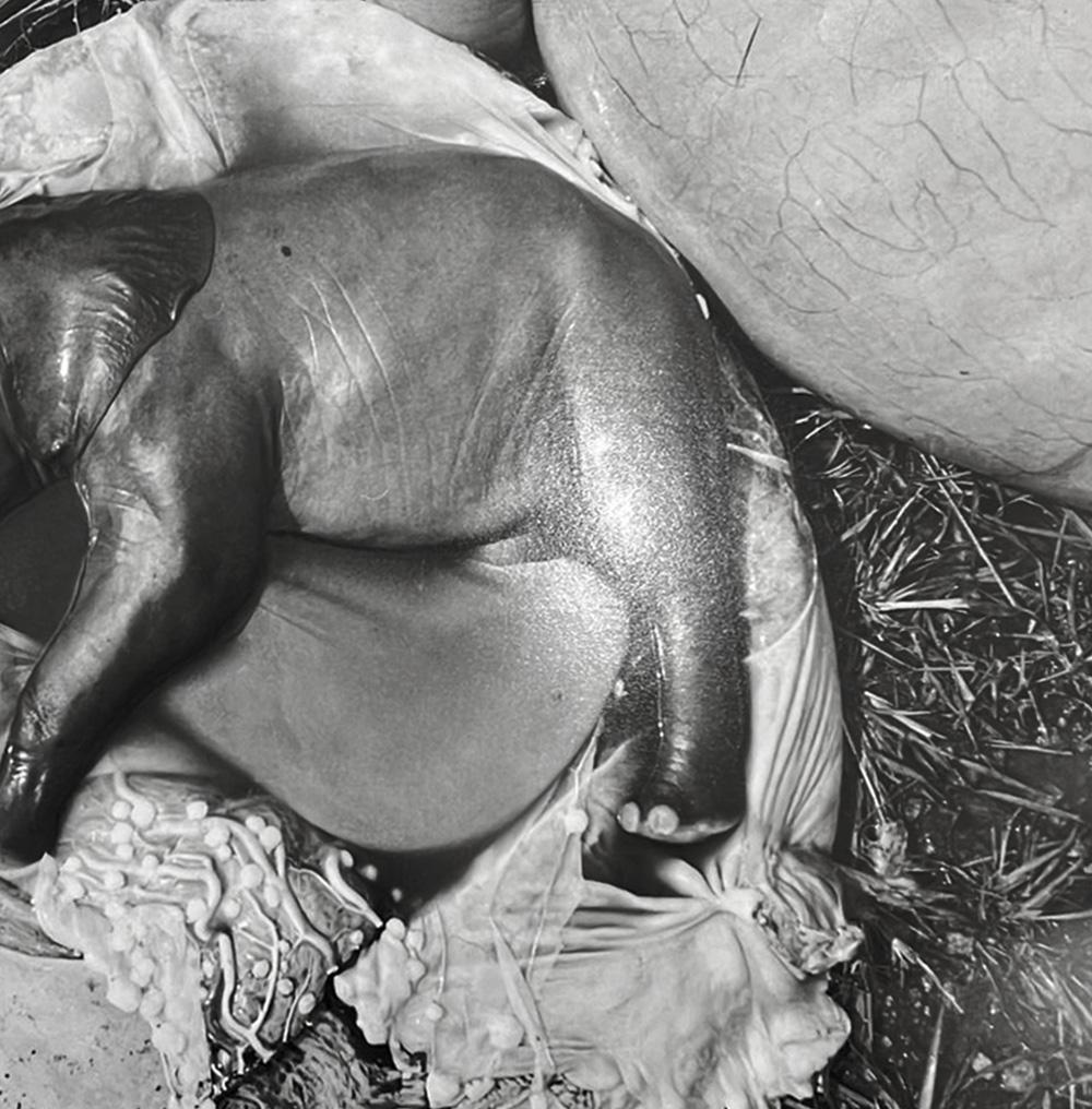  Peter Beard - Elephant's Embryo, Uganda, Platinum Print- Unsigned For Sale 3