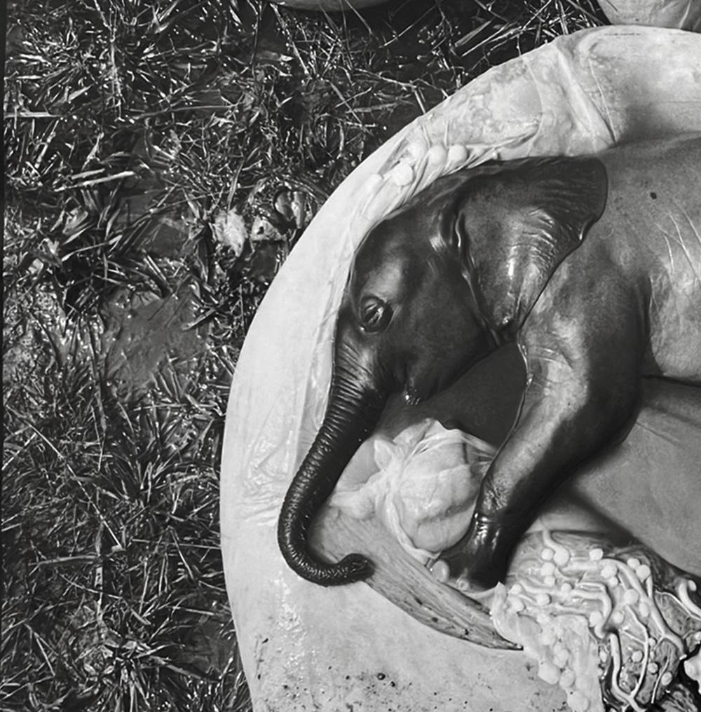  Peter Beard - Elephant's Embryo, Uganda, Platinum Print- Unsigned For Sale 4