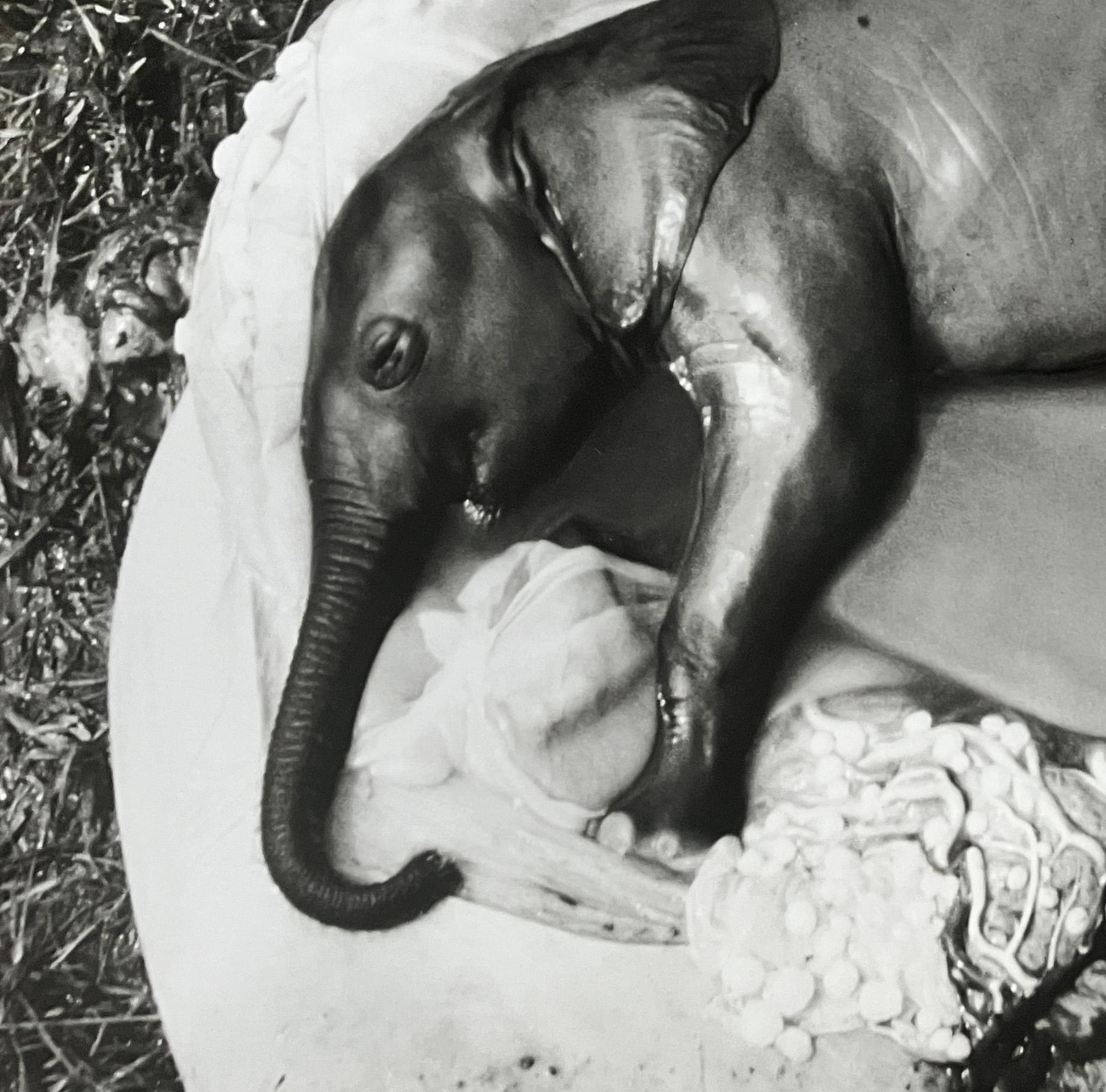 Peter Beard - Embrione di elefante, Uganda, Stampa su platino - Non firmato in vendita 4