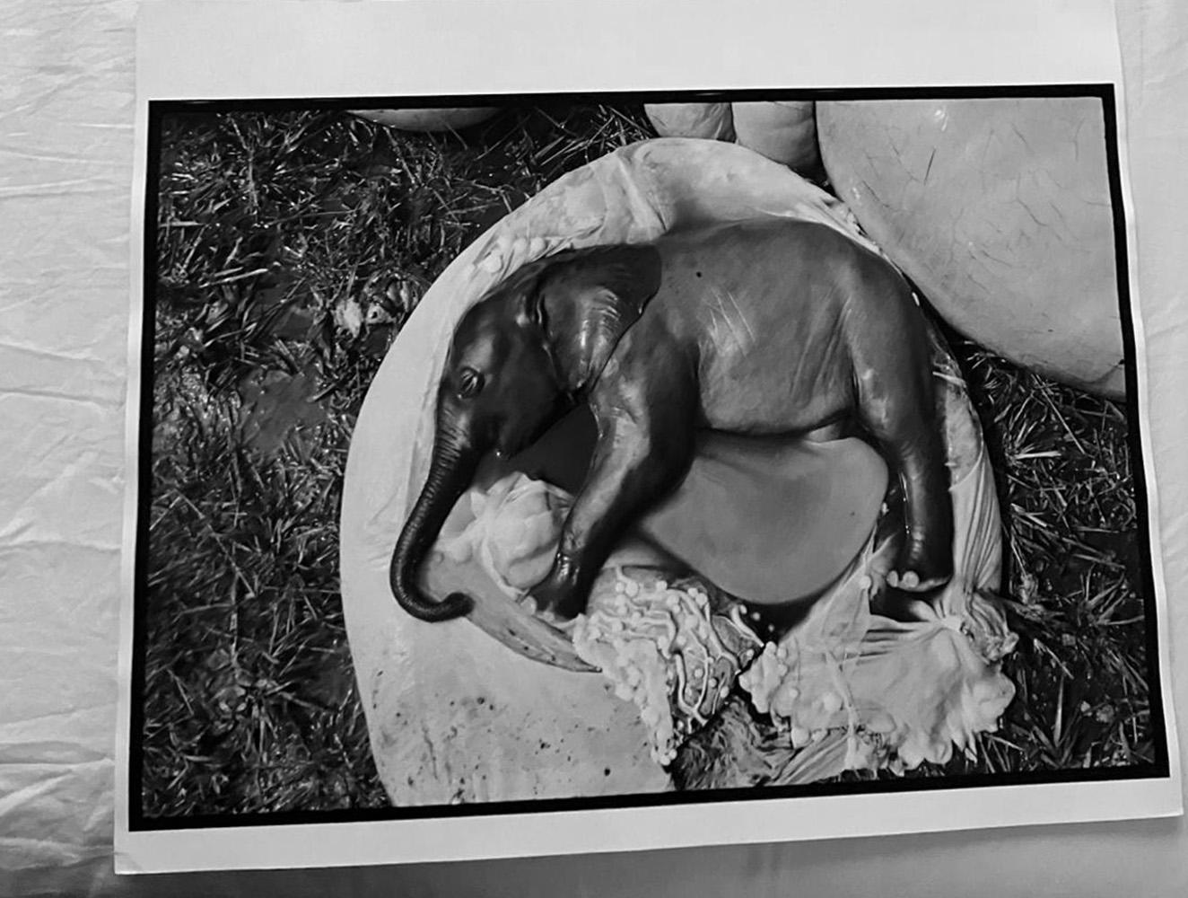  Peter Beard - Elephant's Embryo, Uganda, Platinum Print- Unsigned For Sale 5