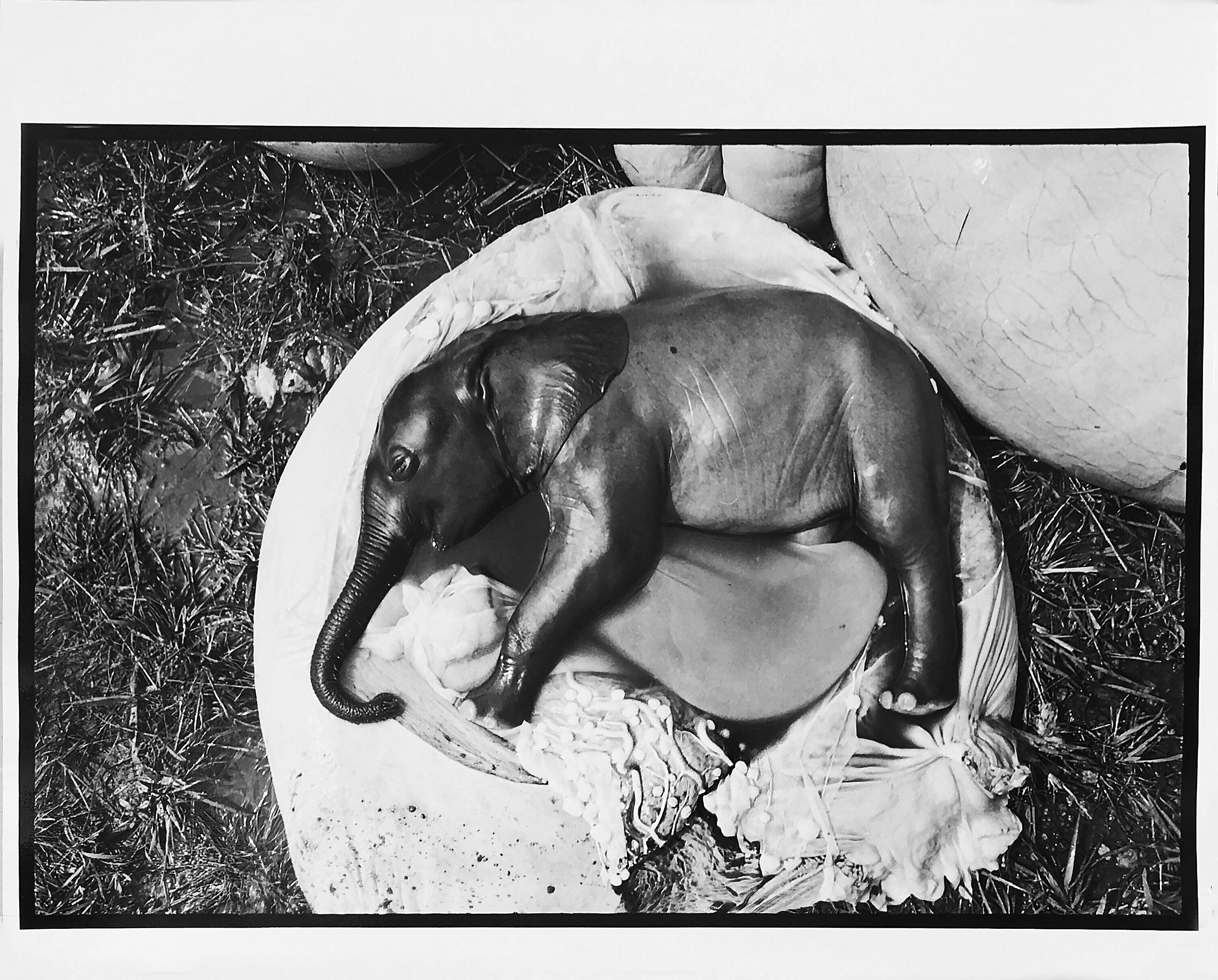 Elephant's Embryo, Uganda
Peter Beard/Unsigned
The original photograph "unsigned" but documented by its inclusion in "Peter Beard - Fifty Years of Portraits, The End of the Game, Eyelids of Morning, and many others.
Image size: 16 in. H x 20 in.