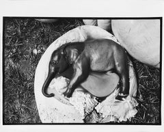  Platindruck von Peter Beard – Elefanten Embryo, Uganda, Platin- Unsigniert