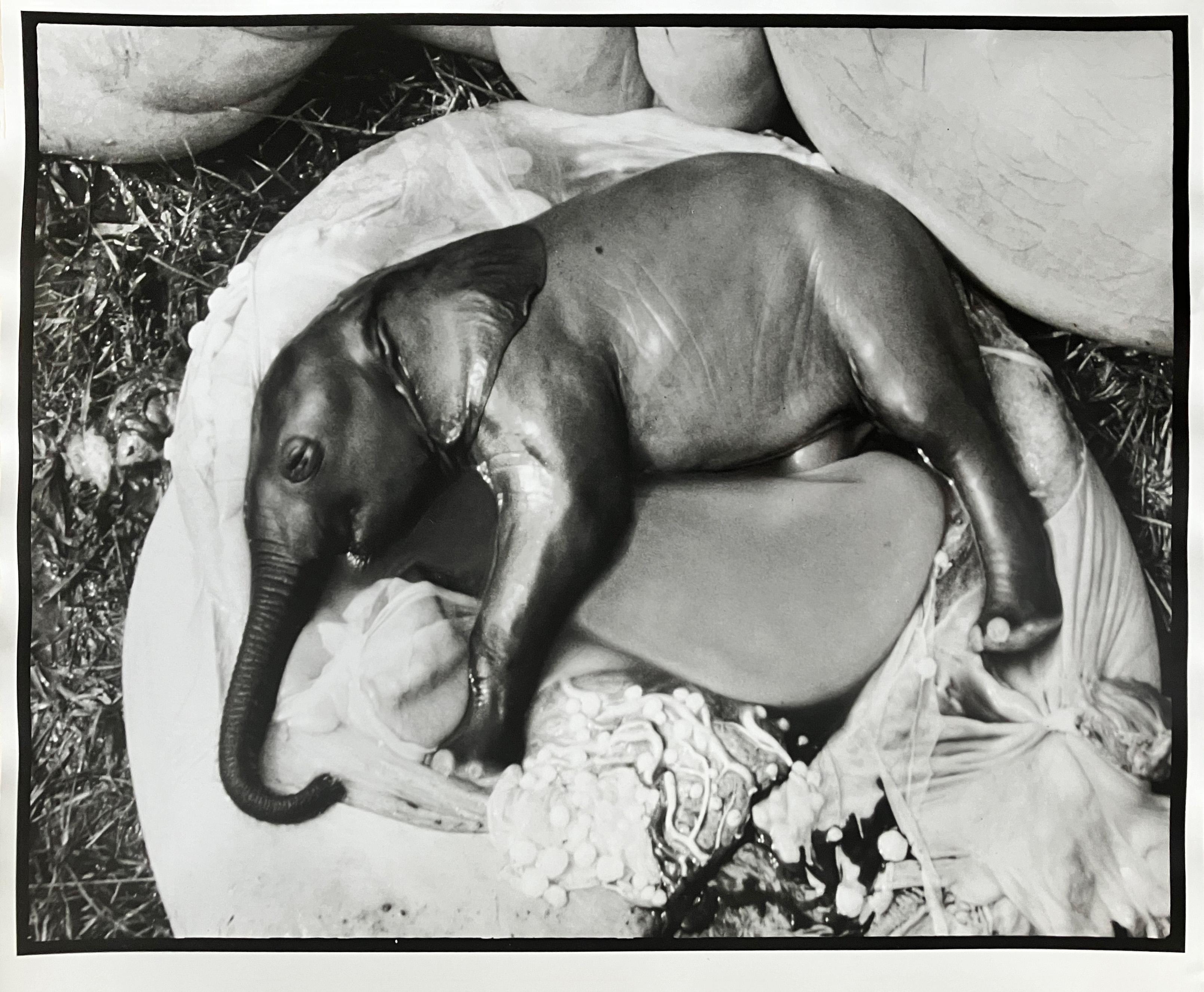 Peter Beard - Embrión de elefante, Uganda, Platino - Sin firmar