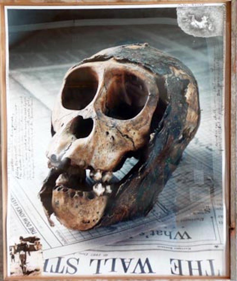 Peter Beard Color Photograph - Rwanda Skull After the Genocide of the Mountain Gorillas in Africa Photograph