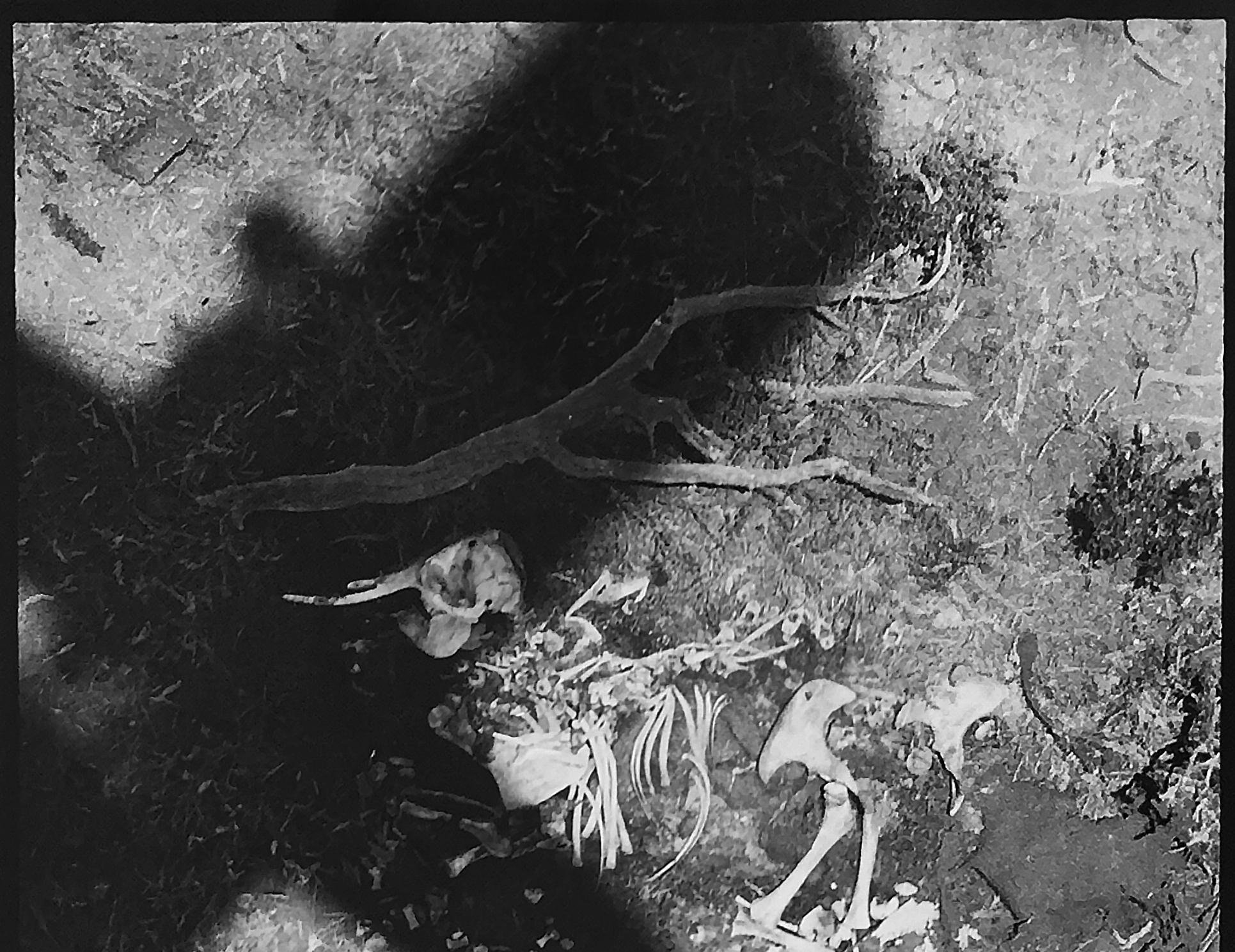 The Death of Elephants in Tsavo Park 1971 - 1972
Peter Beard/Unsigned
The original photograph unsigned but documented by its inclusion in 
