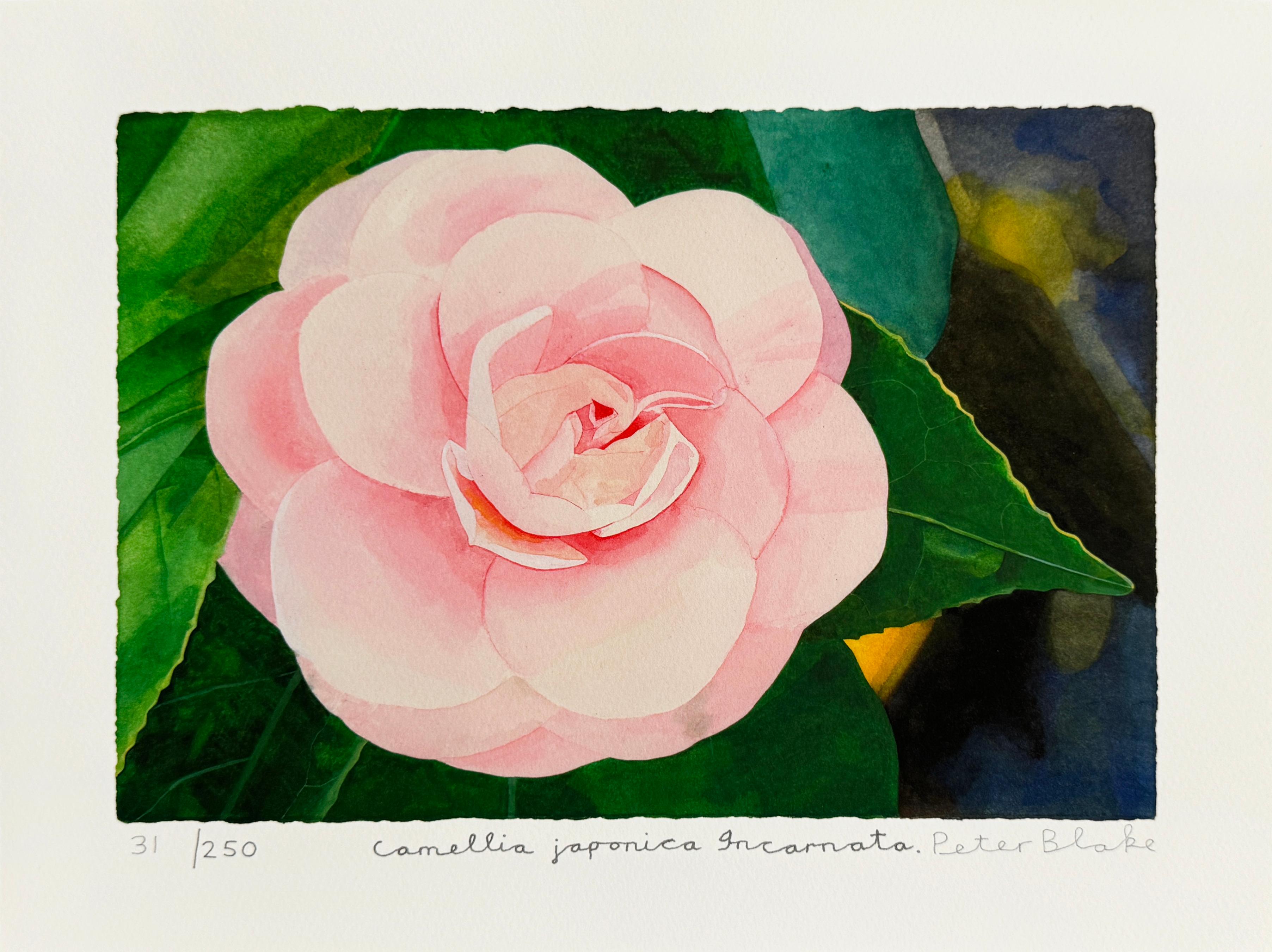 Peter Blake Still-Life Print – Kamelie Japonica Incarnata