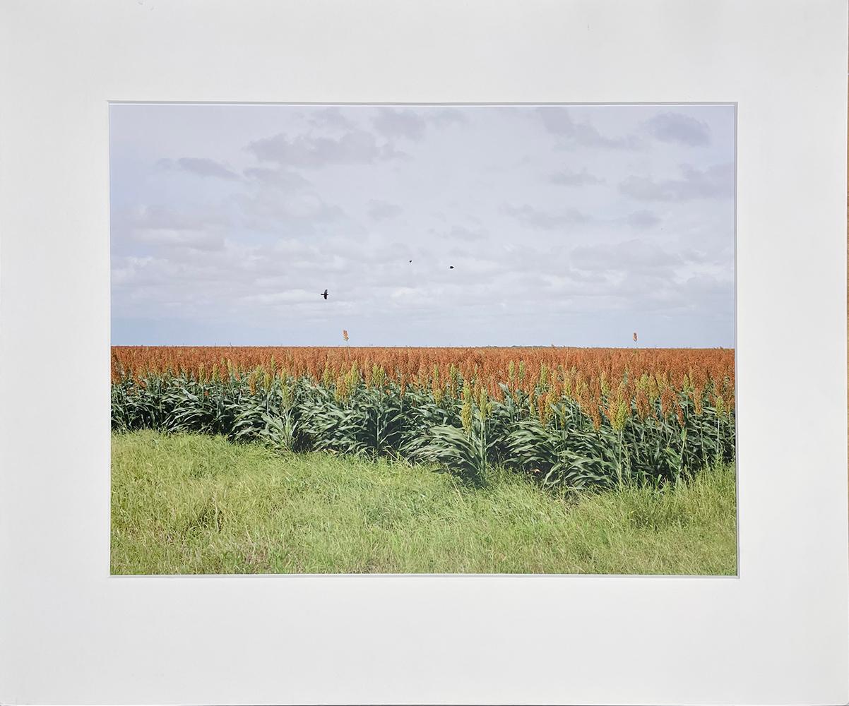 South Texas: Sorghum field with blackbirds near Falfurrias - Photograph by Peter Brown