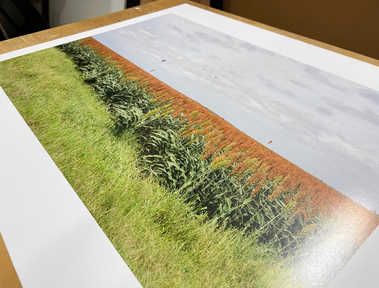 South Texas: Sorghum field with blackbirds near Falfurrias - Contemporary Photograph by Peter Brown