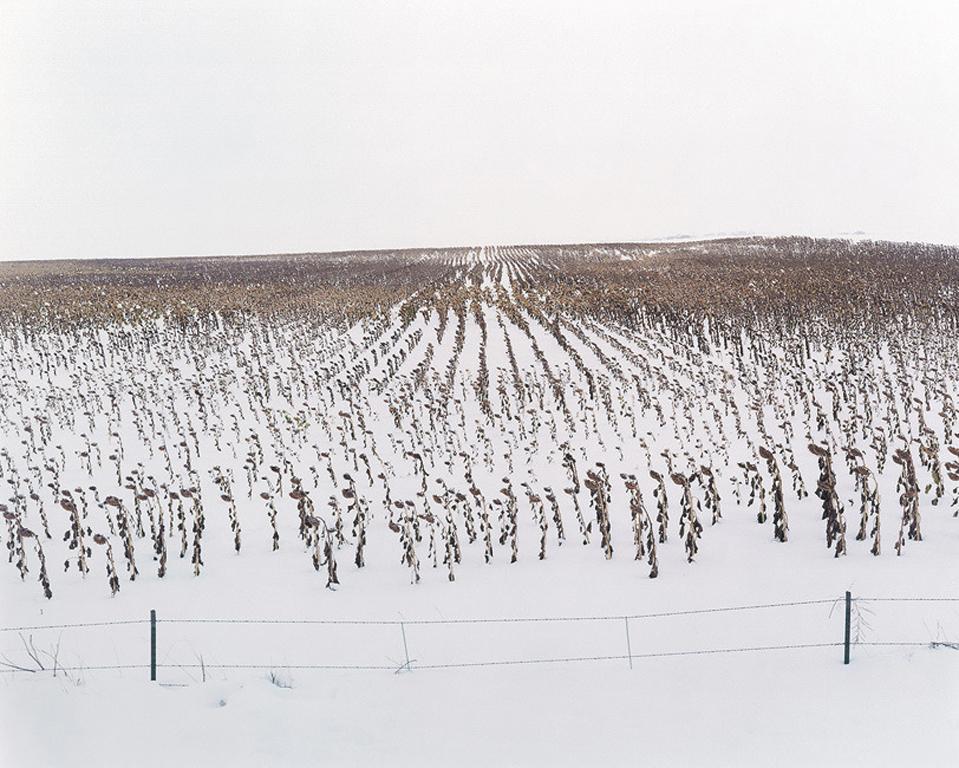 Peter Brown Color Photograph - Sunflowers in Snow, Bennett, Colorado