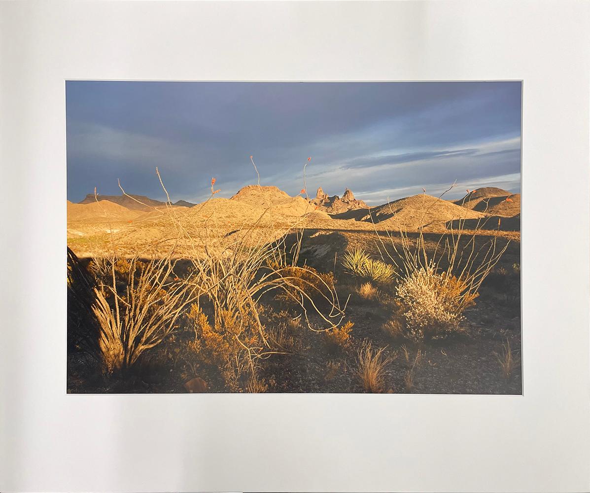 Oeste de Texas: Ocotillo en Flor, Picos Orejas de Mula, Parque Nacional Big Bend - Photograph de Peter Brown