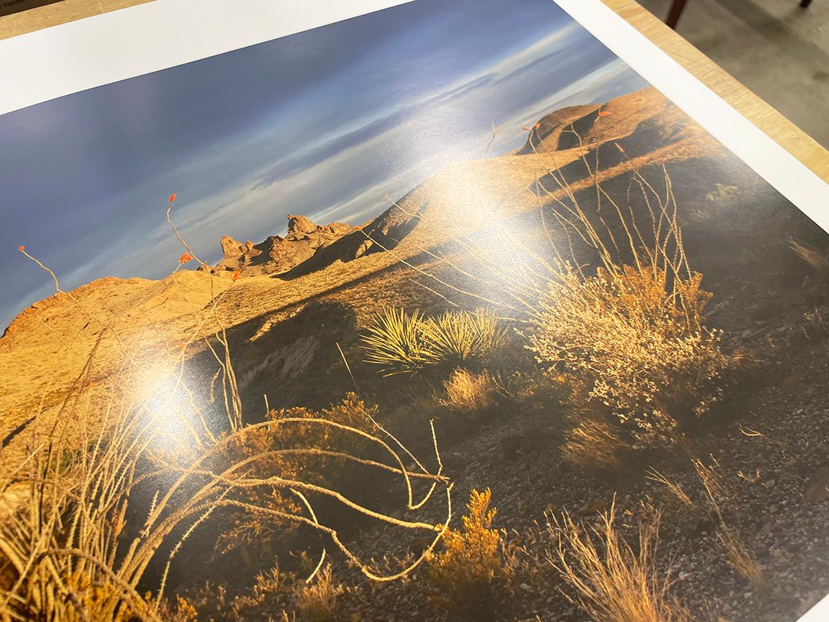 Oeste de Texas: Ocotillo en Flor, Picos Orejas de Mula, Parque Nacional Big Bend en venta 1