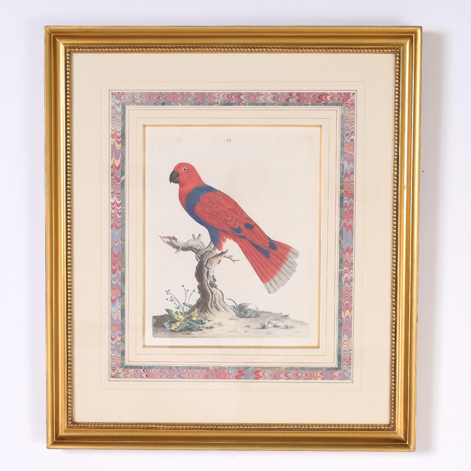 Drei antike handkolorierte Gravuren von Vögeln – Print von Peter Brown