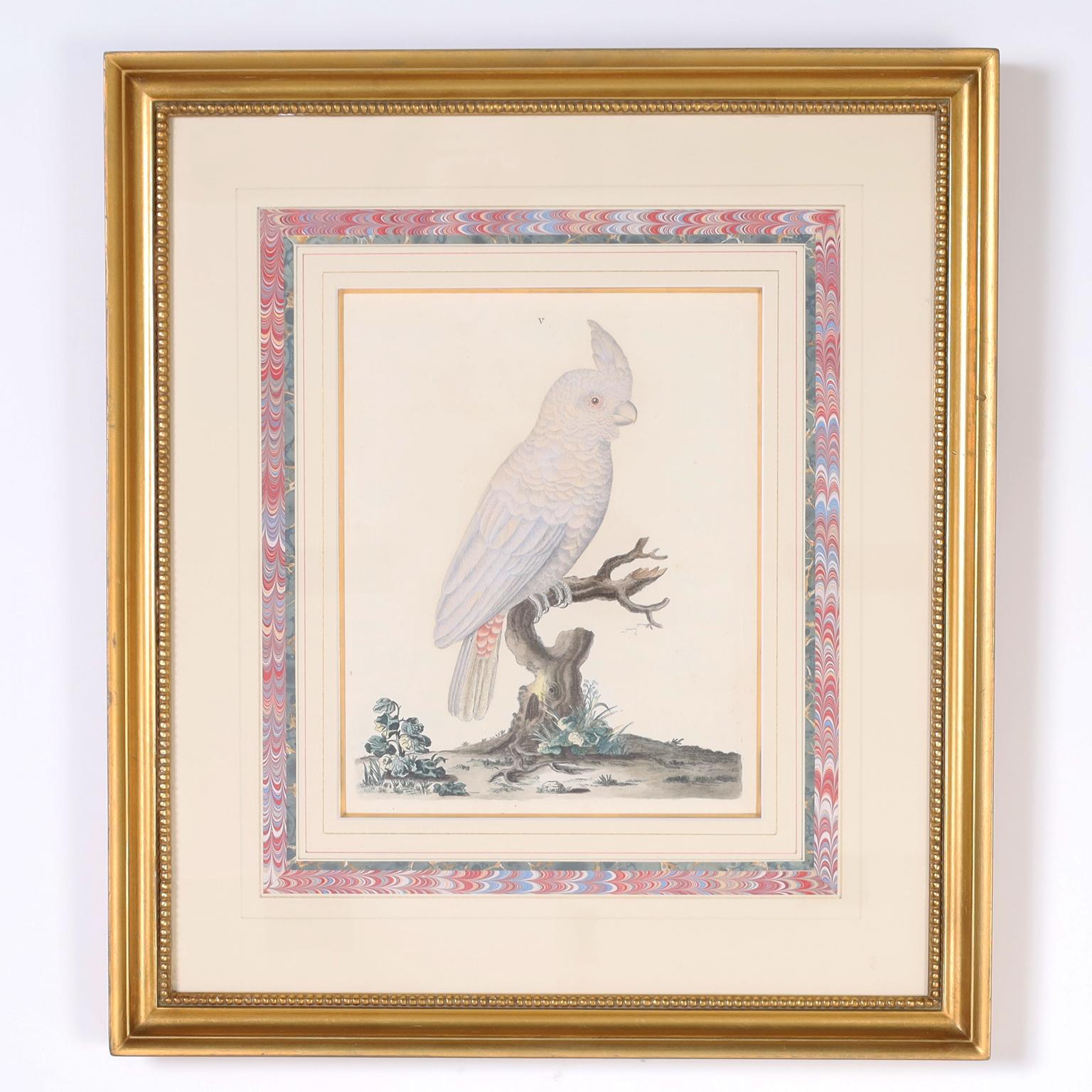 Trois gravures anciennes d'oiseaux colorées à la main - Beige Animal Print par Peter Brown