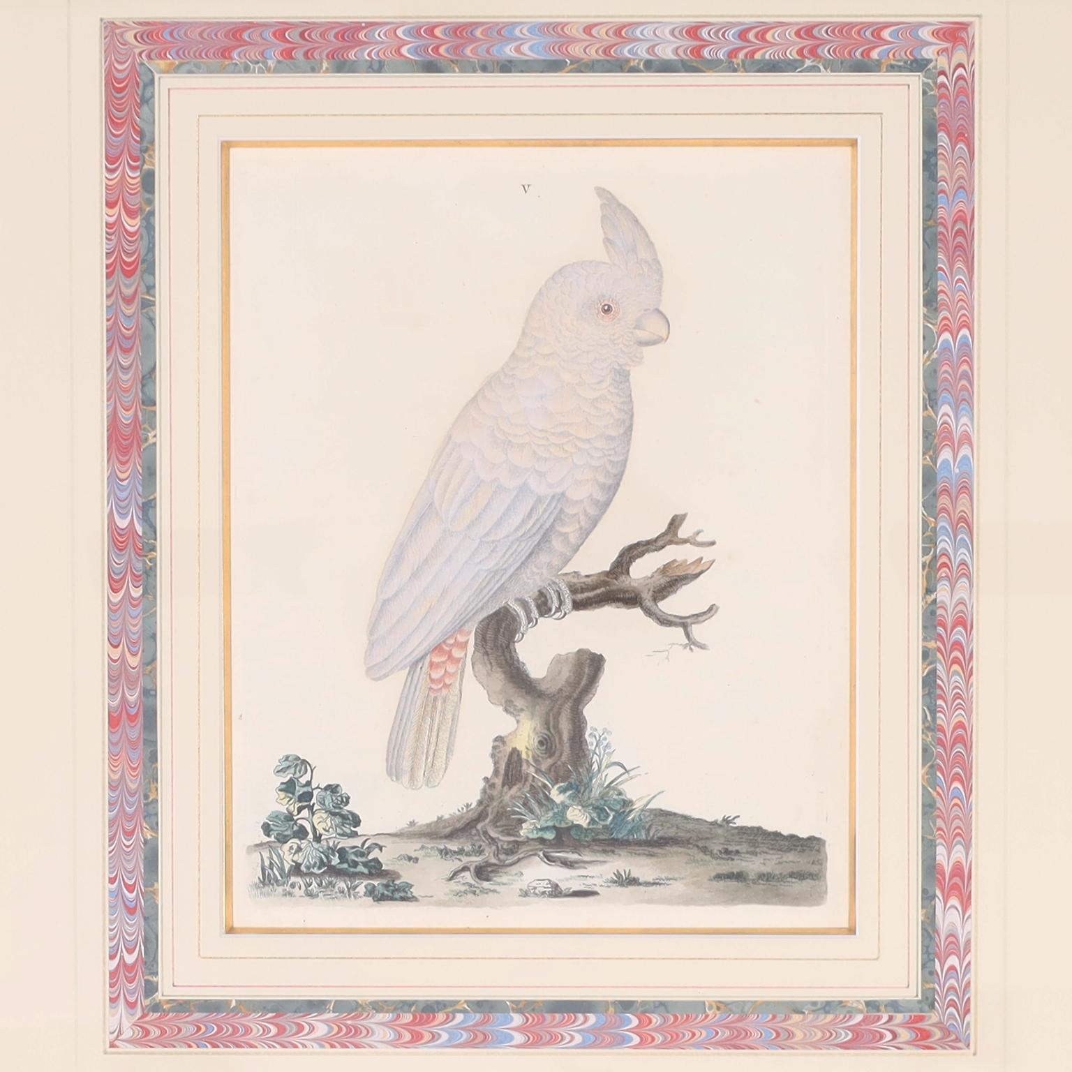 Drei handkolorierte Stiche von Papageien aus dem 18. Jahrhundert, dargestellt von Peter Brown, einem Künstler und Naturforscher, der in London England arbeitete. Ursprünglich veröffentlicht 1776 in einem Folio mit dem Titel 