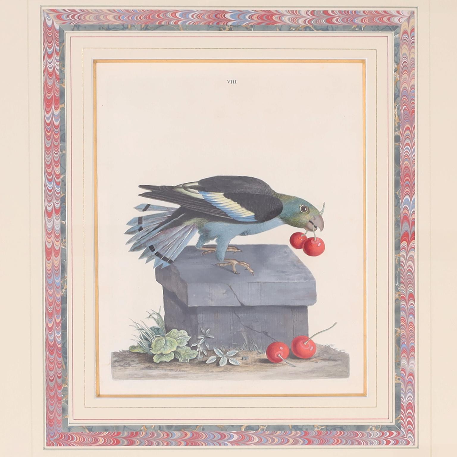 Trois gravures anciennes d'oiseaux colorées à la main en vente 2