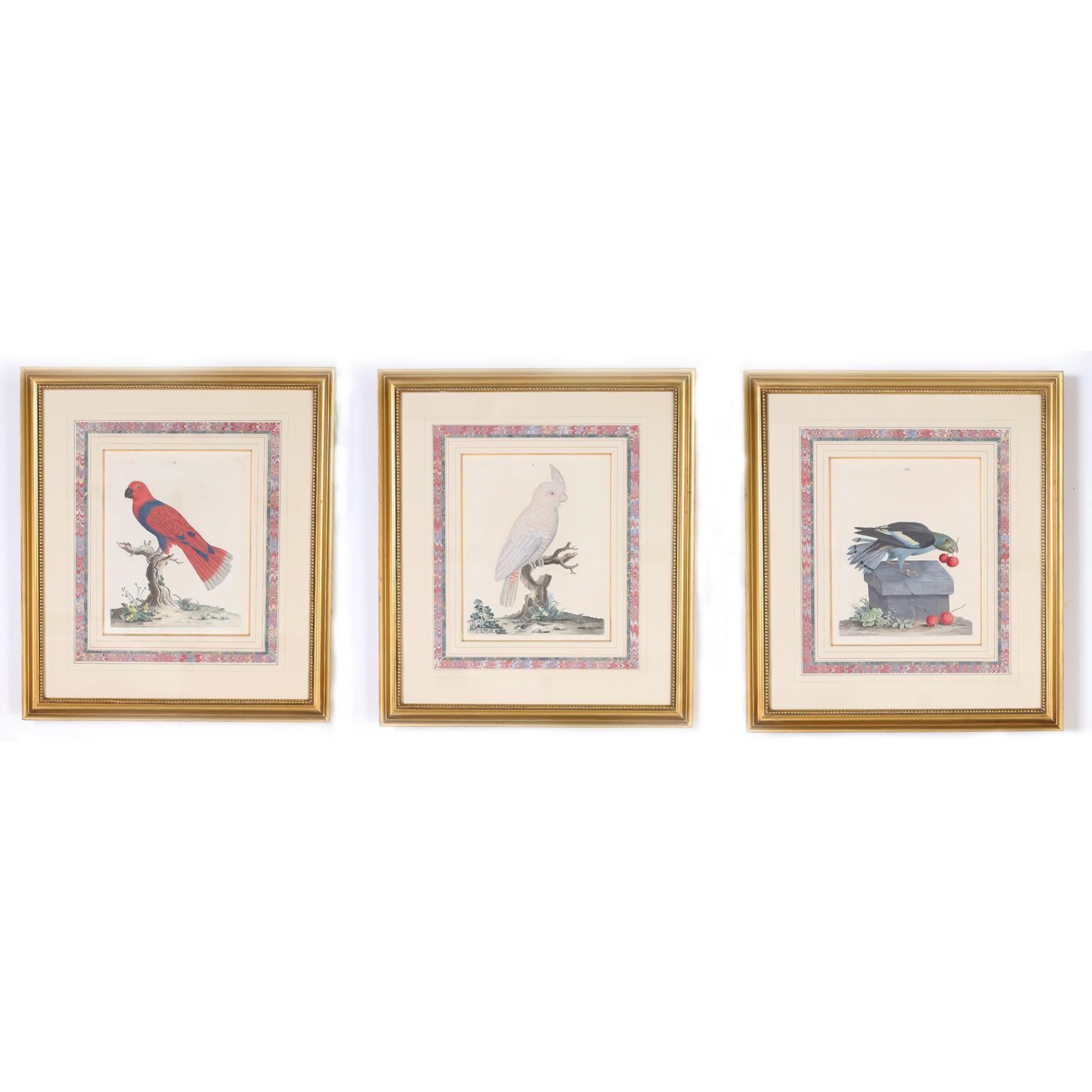 Peter Brown Animal Print - Three Antique Hand Colored Engravings of Birds
