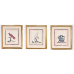 Three Antique Hand Colored Engravings of Birds