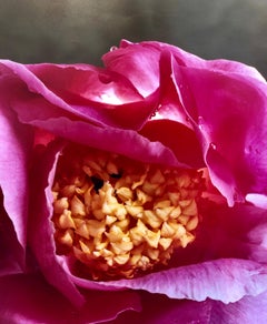 A Bientot, Large Format Flower Photo 24X20 Color Photograph Beach House
