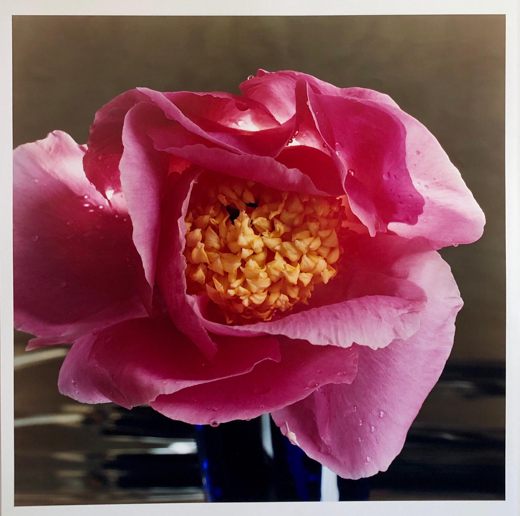 Still-Life Photograph Peter C. Jones  - A Bientot, grande photo de fleurs en couleur 24X20
