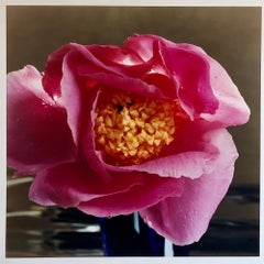 A Bientot, Großformatiges rosa Blumenfoto 24X20 Farbfotografie Strandhaus RI