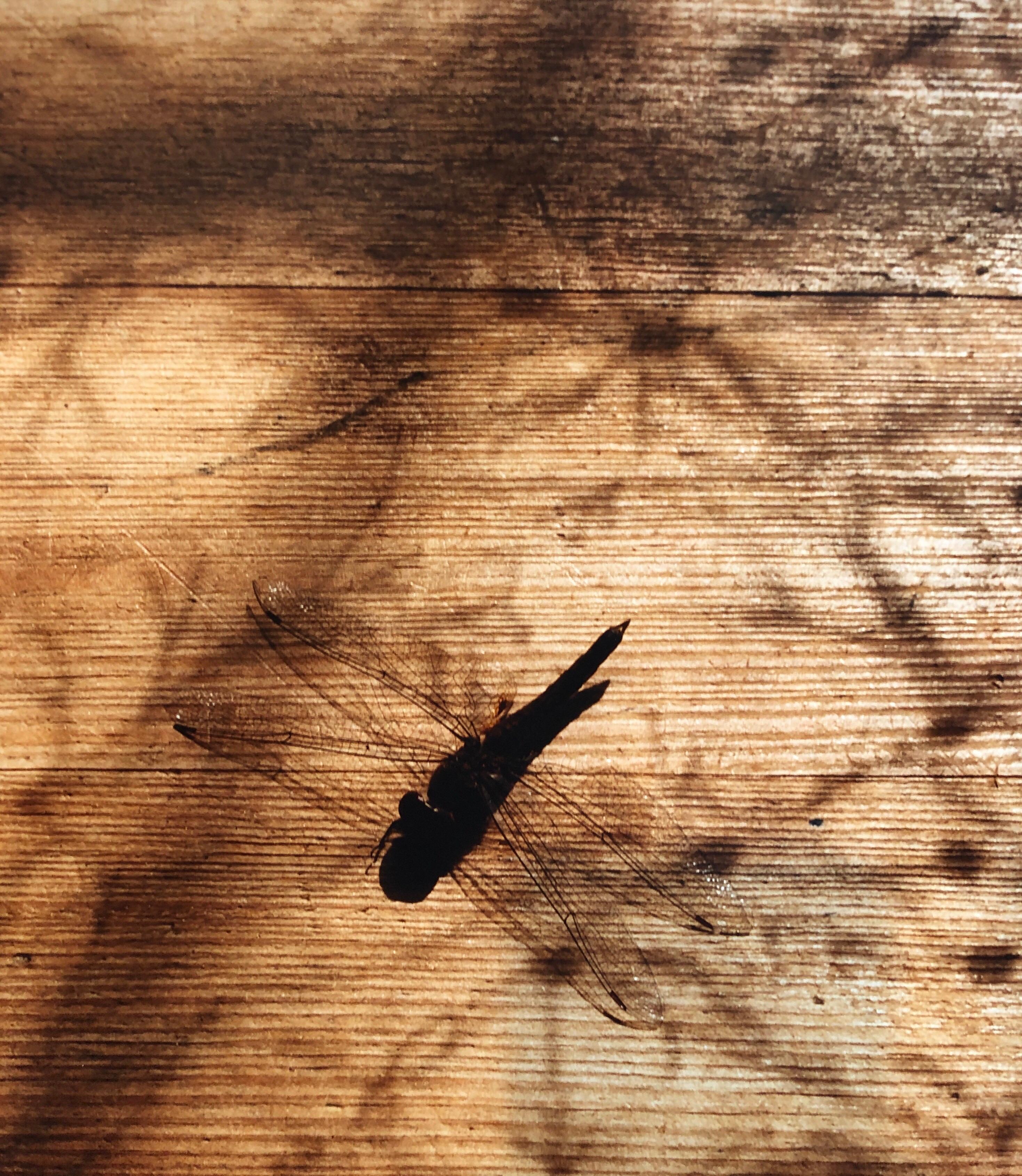 Dragonfly, Großformatiges Foto 24X20 Farbfotografie Strandhaus mit Libellen – Photograph von Peter C. Jones 