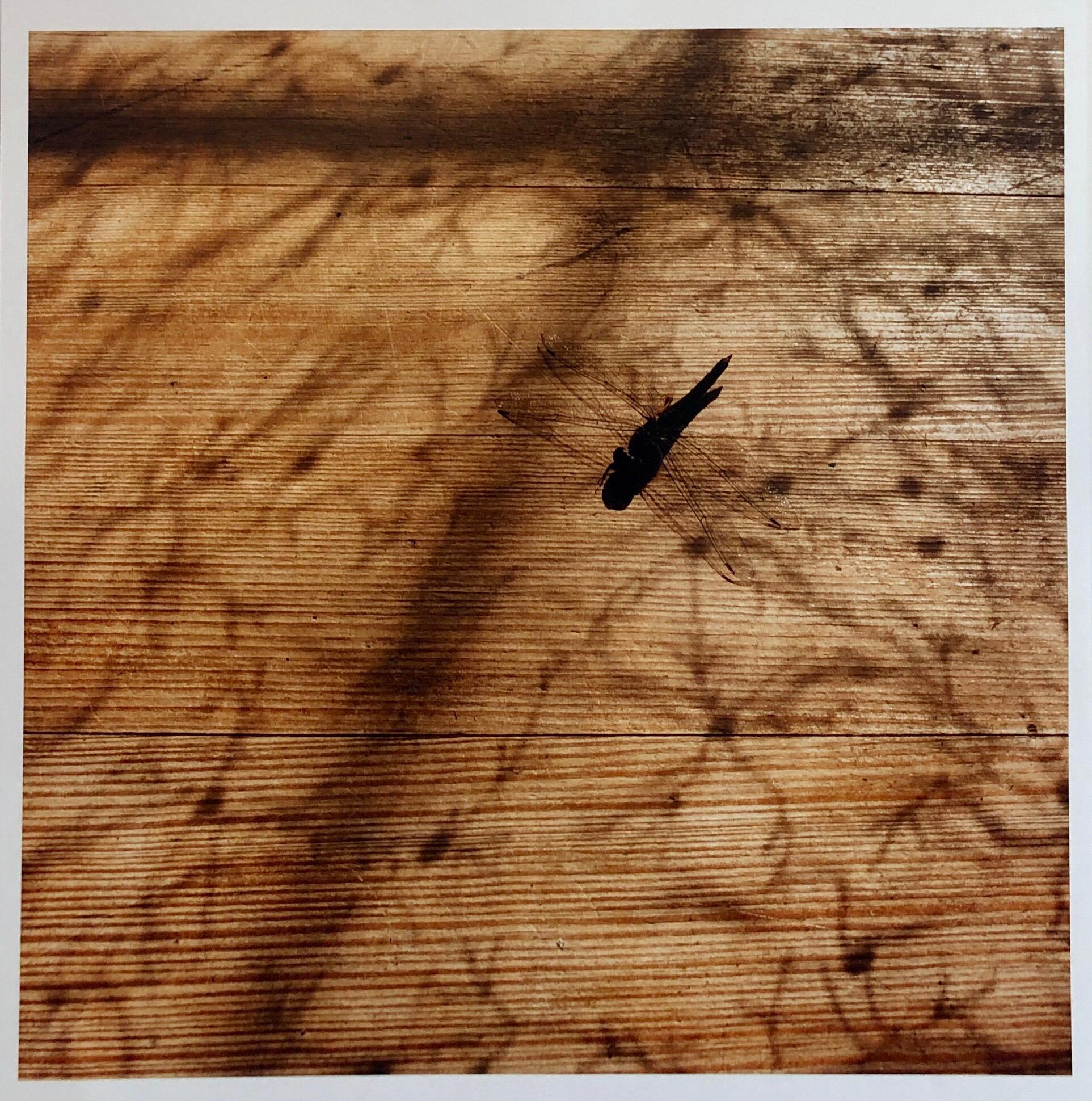 Peter C. Jones  Color Photograph – Dragonfly, Großformatiges Foto 24X20 Farbfotografie Strandhaus mit Libellen