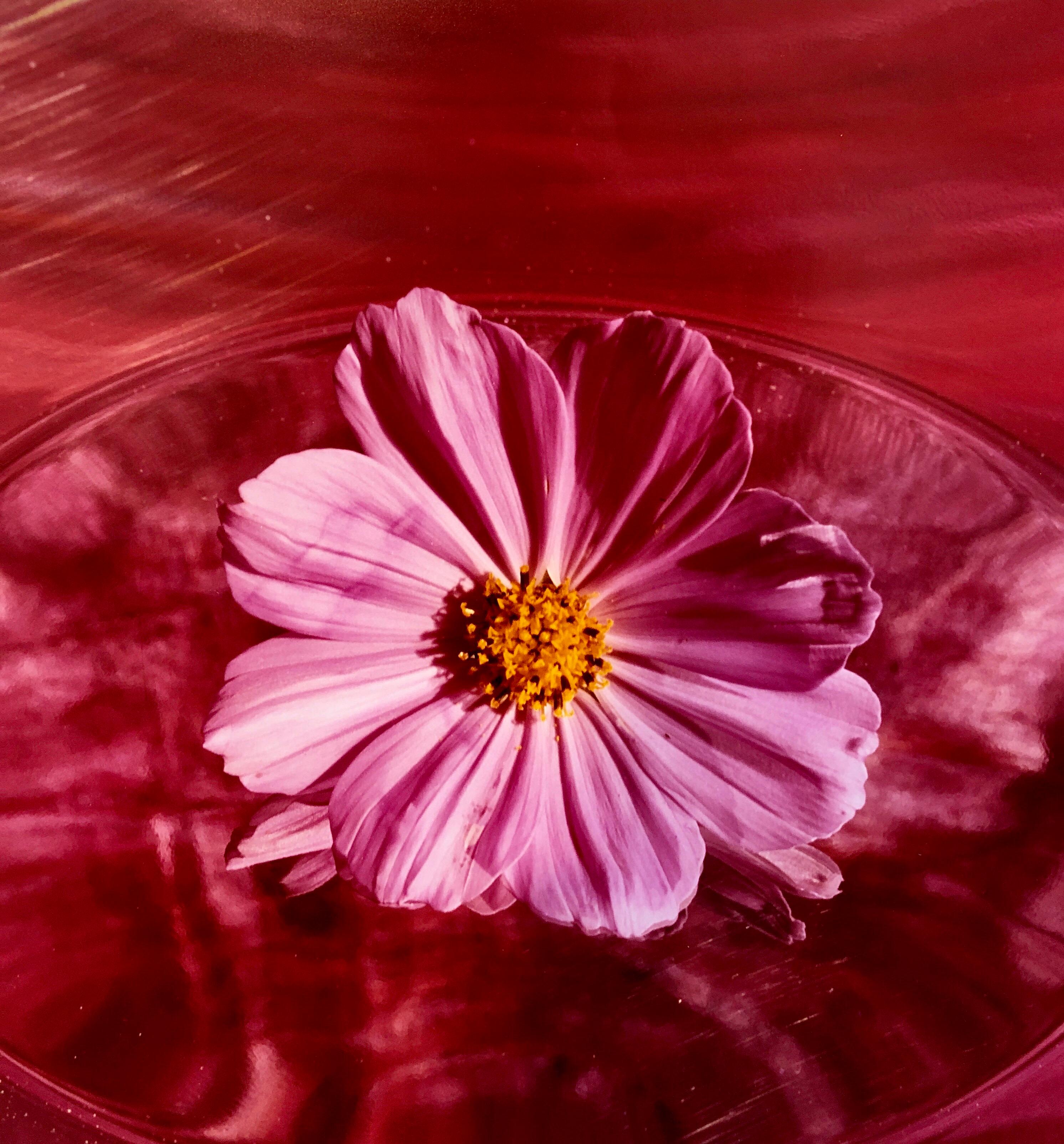 Pink Cosmo, Large Format Photo 24X20 Color Photograph Beach House For Sale 1