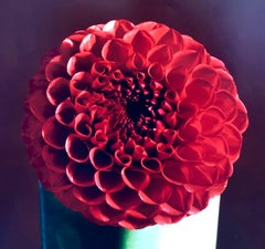 Red Dahlia Flower Large Format Photo 24X20 Color Photograph Beach House RI
