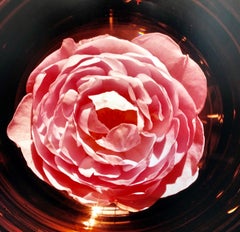 Scepter'd Isle Rose Large Format Flower Photo 24X20 Color Photograph Beach House