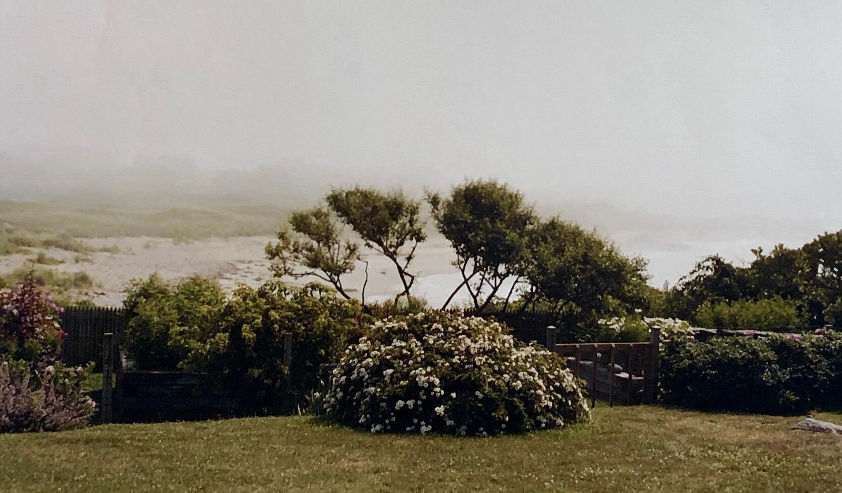 Wild Roses, Photo grand format 24X20 Photographie couleur Beach House - Gris Color Photograph par Peter C. Jones 