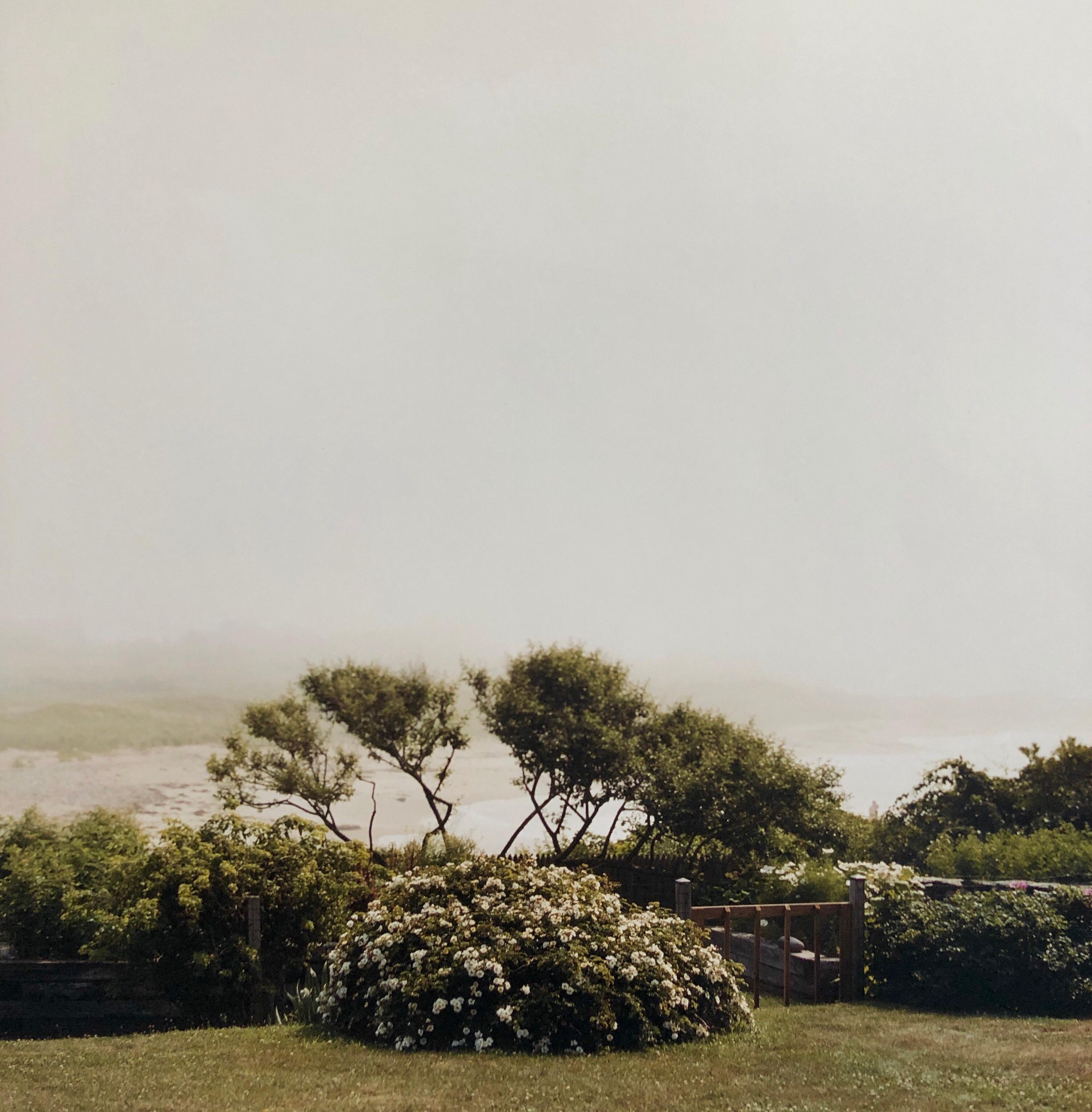 Wild Roses, Large Format Photo 24X20 Color Photograph Beach House For Sale 2